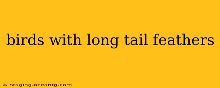 birds with long tail feathers