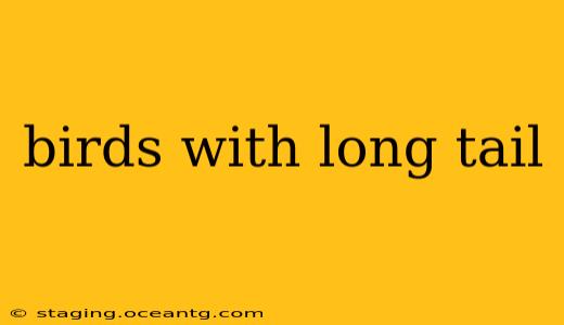 birds with long tail