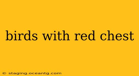 birds with red chest