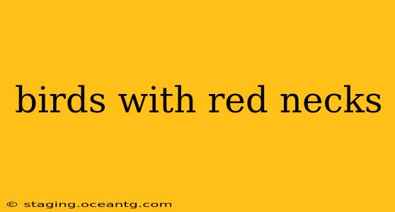 birds with red necks