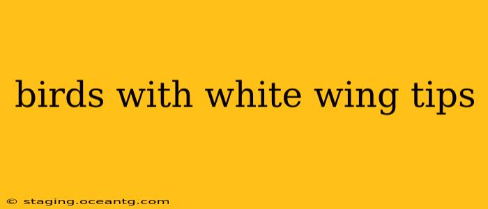 birds with white wing tips