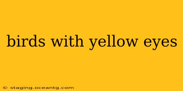 birds with yellow eyes