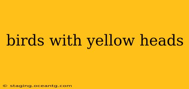 birds with yellow heads