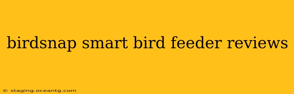 birdsnap smart bird feeder reviews