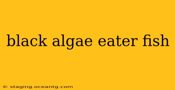 black algae eater fish