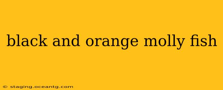 black and orange molly fish