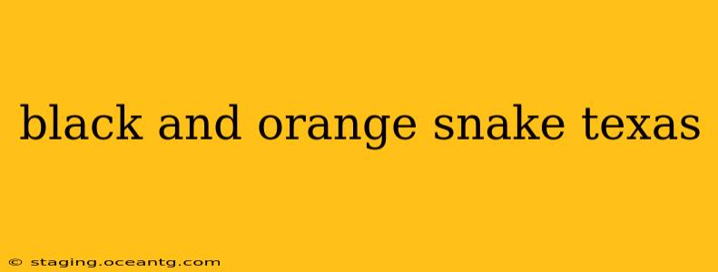 black and orange snake texas