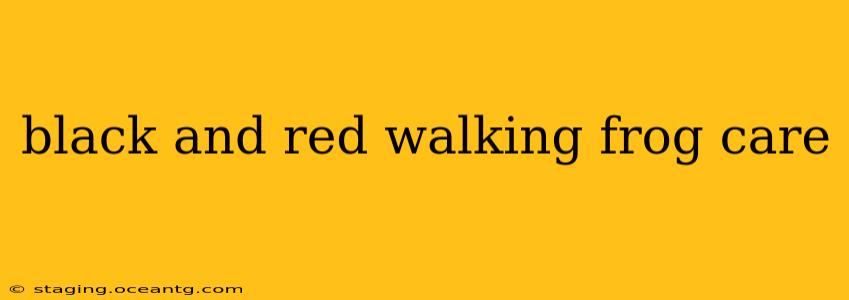 black and red walking frog care