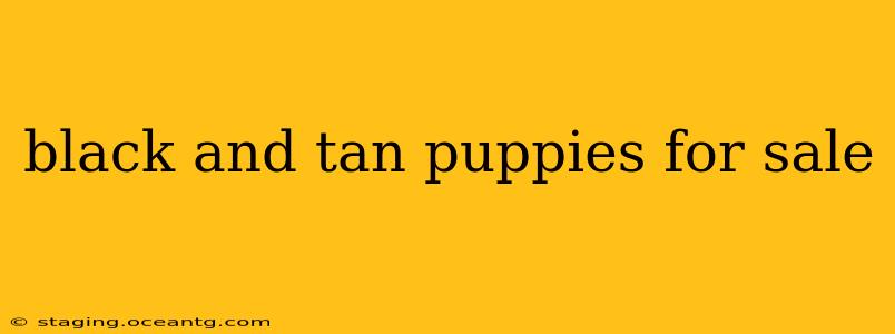black and tan puppies for sale