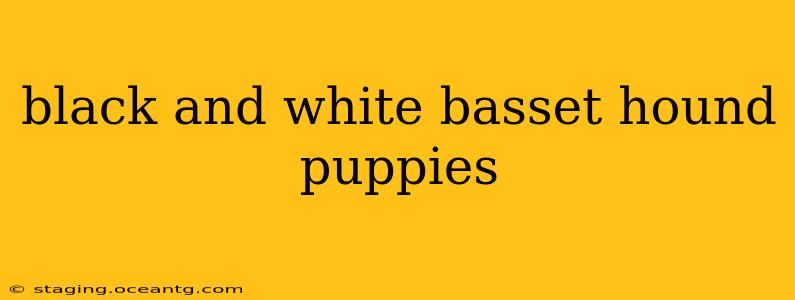 black and white basset hound puppies