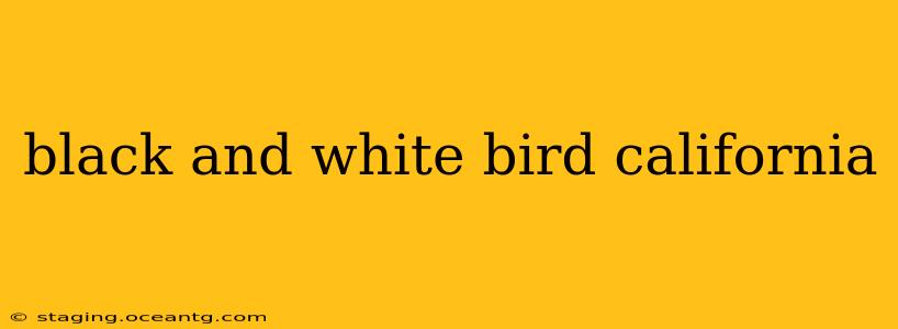 black and white bird california