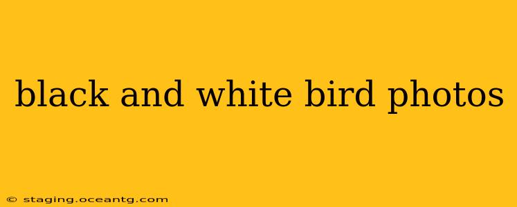 black and white bird photos
