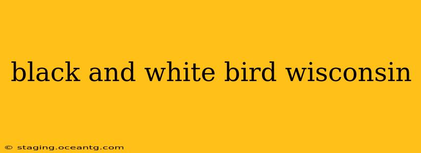 black and white bird wisconsin