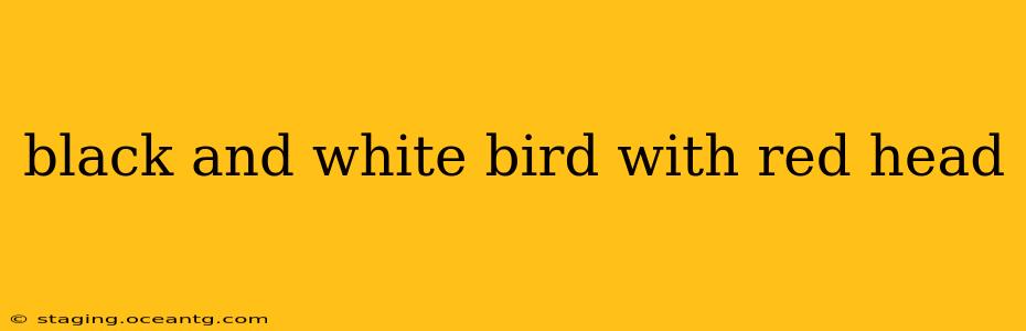 black and white bird with red head