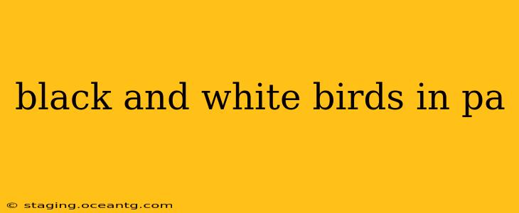 black and white birds in pa