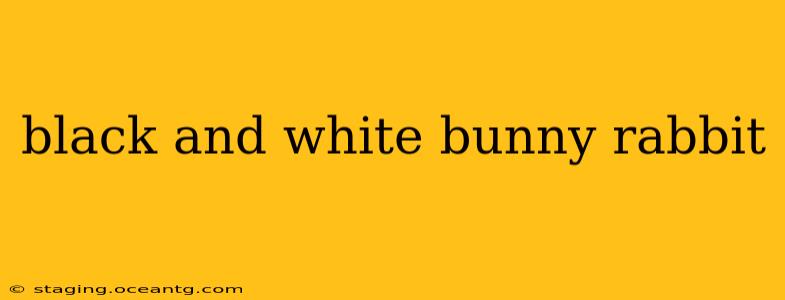 black and white bunny rabbit