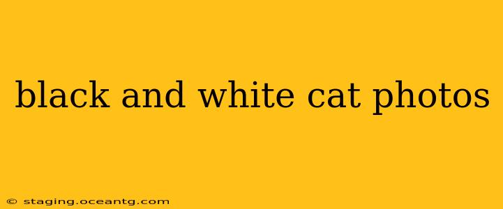 black and white cat photos