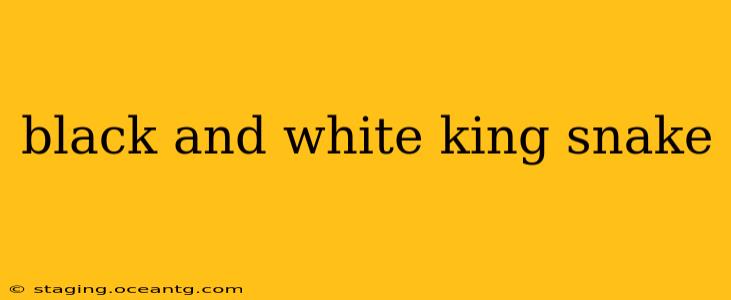 black and white king snake
