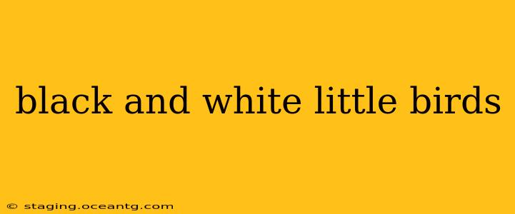 black and white little birds