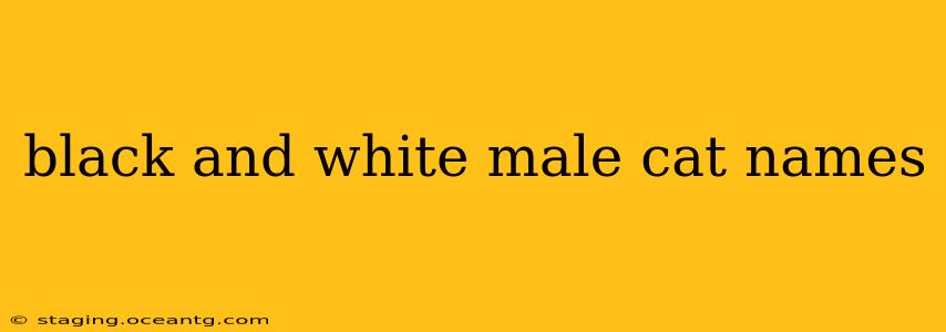black and white male cat names