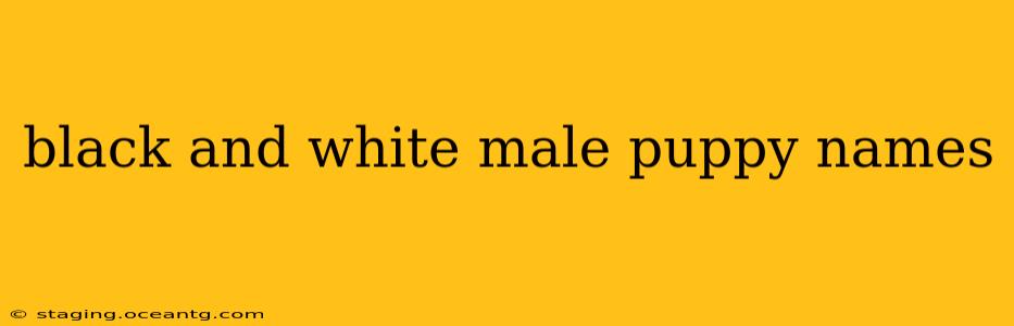 black and white male puppy names