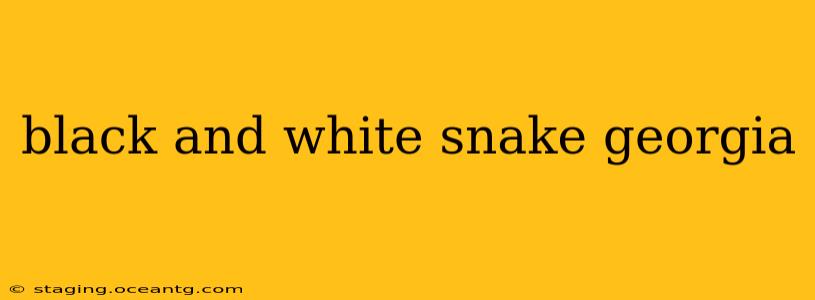 black and white snake georgia