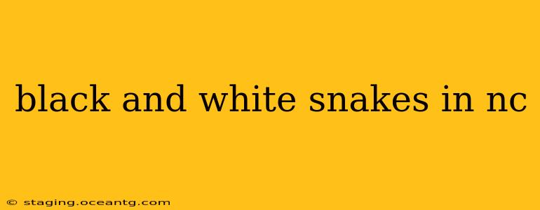 black and white snakes in nc