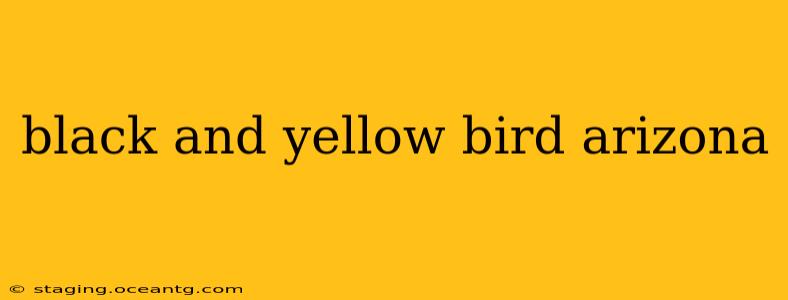 black and yellow bird arizona