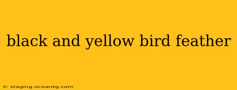black and yellow bird feather
