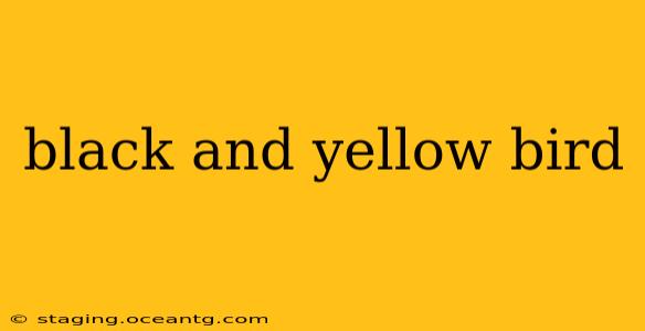 black and yellow bird