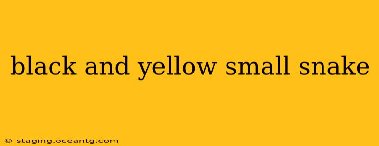 black and yellow small snake