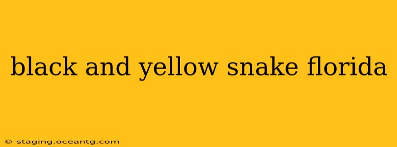 black and yellow snake florida