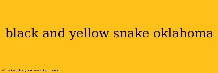 black and yellow snake oklahoma