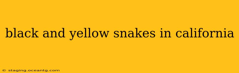 black and yellow snakes in california