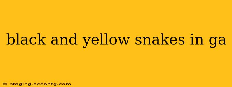 black and yellow snakes in ga