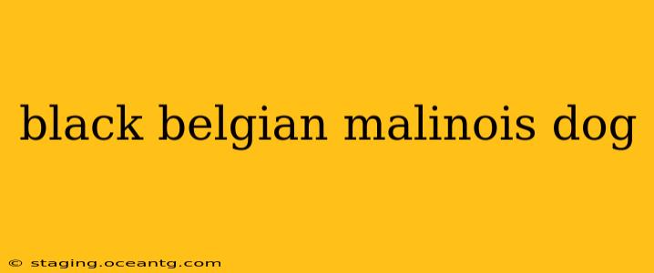 black belgian malinois dog