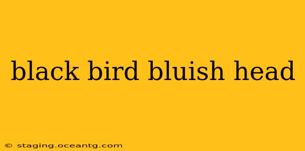 black bird bluish head