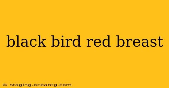 black bird red breast