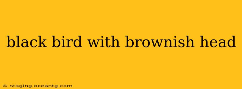 black bird with brownish head