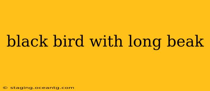 black bird with long beak