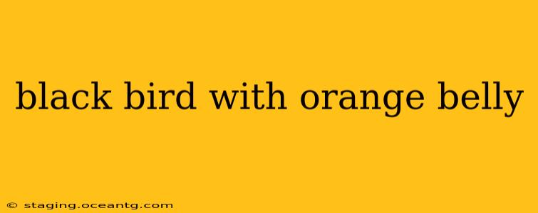 black bird with orange belly