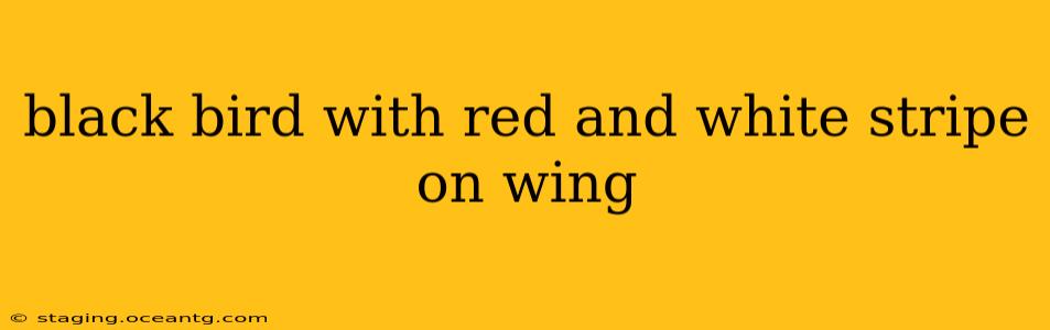 black bird with red and white stripe on wing