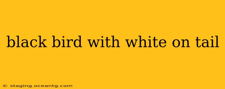 black bird with white on tail