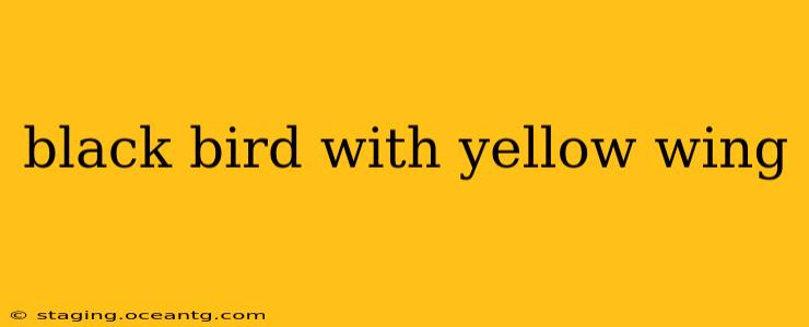 black bird with yellow wing