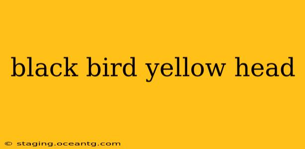 black bird yellow head