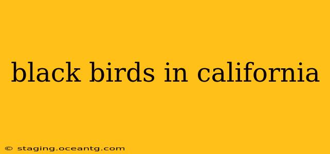 black birds in california