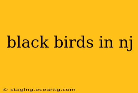 black birds in nj