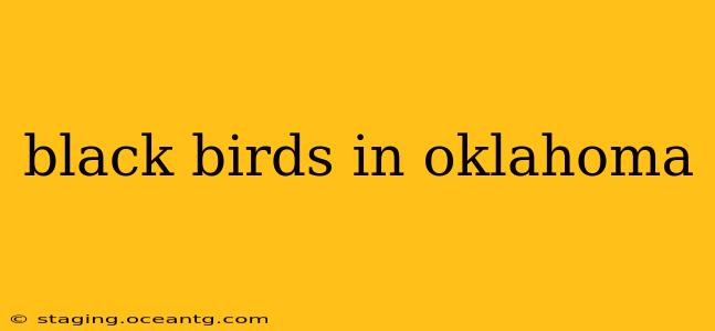 black birds in oklahoma