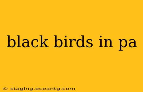 black birds in pa