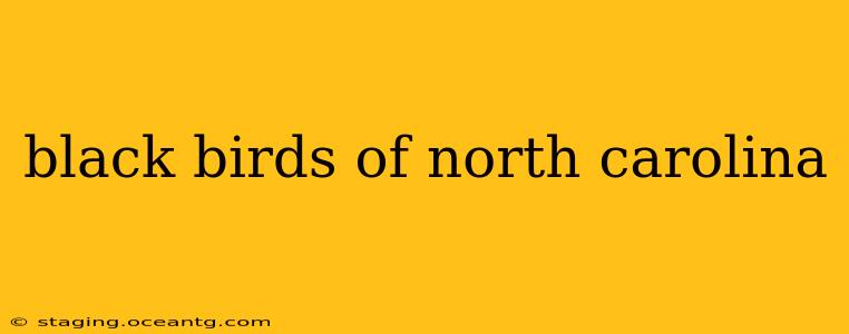 black birds of north carolina